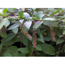 Extracto de Pokeweed Phytolacca Acinosa Extract